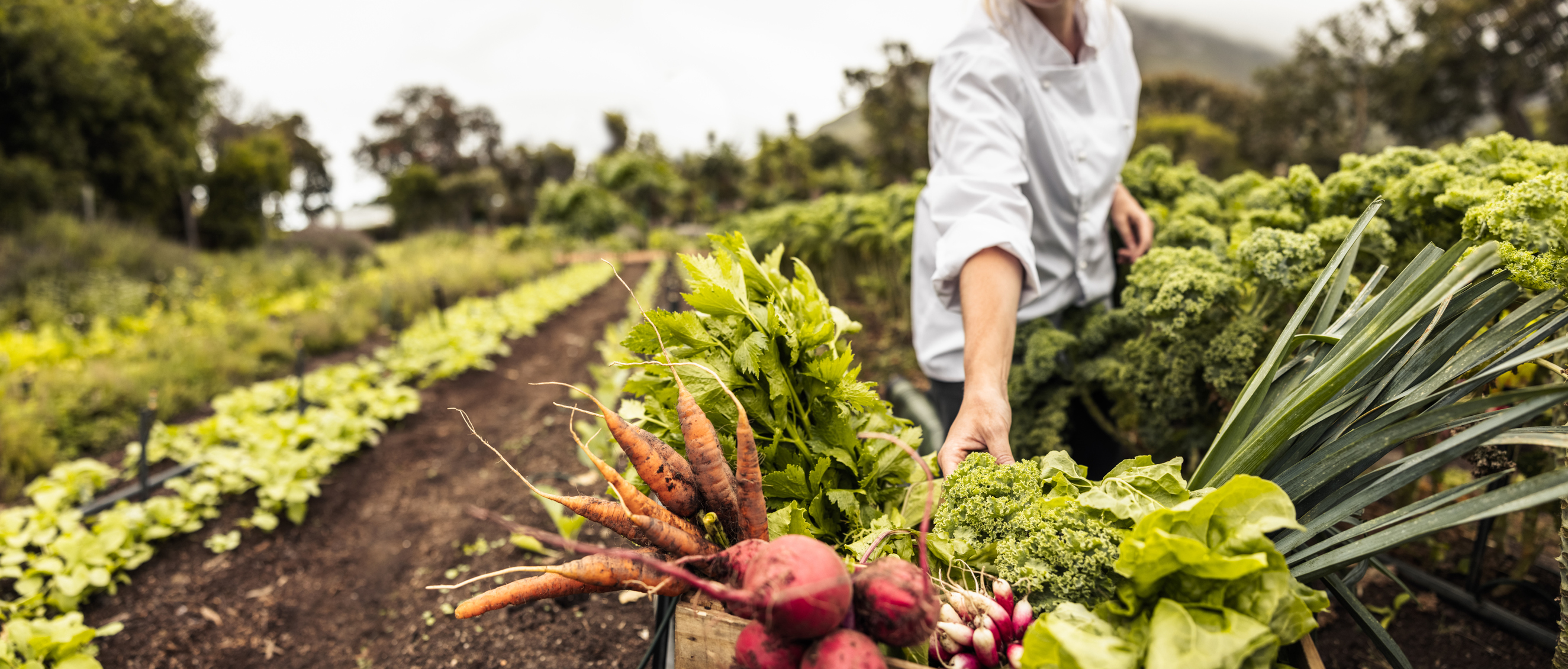 alimentos sostenibles